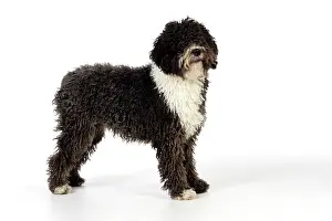 Perro: DOG. Spanish Water Dog