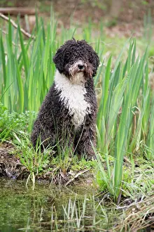 Perro: DOG. Spanish Water Dog