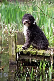 Perro: DOG. Spanish Water Dog