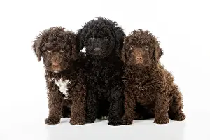 Perro: DOG. Spanish water dog puppies sitting together