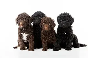 Perro: DOG. Spanish water dog puppies sitting together