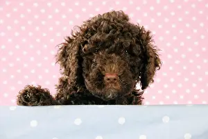 Perro: DOG. Spanish water dog puppy looking over shelf