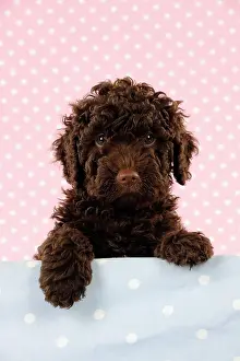 Perro: DOG. Spanish water dog puppy looking over shelf