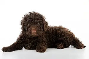 Perro: DOG. Spanish water dog puppy lying down