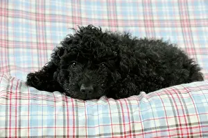 Perro: DOG. Spanish water dog puppy lying on cloth