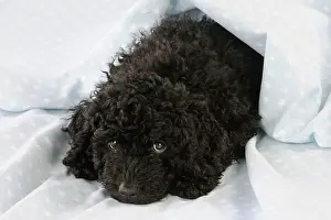 Perro: DOG - Spanish water dog puppy lying down covered with cloth