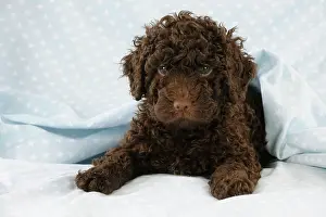 Perro: DOG - Spanish water dog puppy lying down covered with cloth