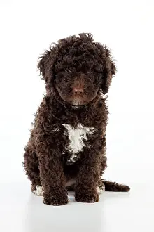 Perro: DOG. Spanish water dog puppy sitting down