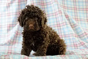 Perro: DOG. Spanish water dog puppy sitting on cloth