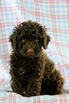 Perro: DOG. Spanish water dog puppy sitting on cloth