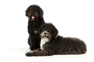 Perro: DOG. Spanish Water Dogs
