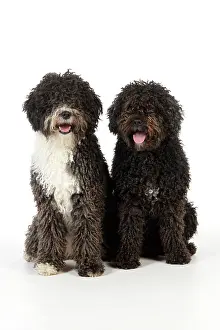 Perro: DOG. Spanish Water Dogs