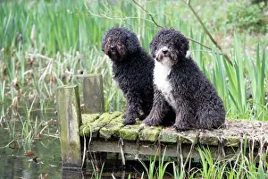 Perro: DOG. Spanish Water Dogs
