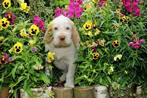 Spinone: Dog. Spinone in flowers