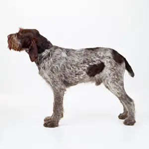 Spinone: Dog - Spinone (Italian)