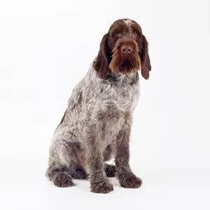 Spinone: Dog - Spinone (Italian)