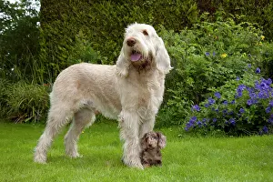 Spinone: DOG - Spinone with Miniature Short Haired Dachshund