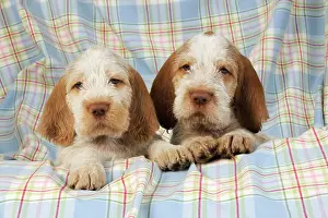 Spinone: Dog. Spinone puppies (8 weeks old)