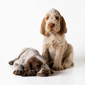 Spinone: Dog - Spinone puppies x2