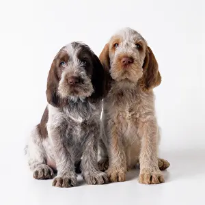 Spinone: Dog - Spinone puppies x2