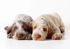 Spinone: Dog - Spinone puppies x2