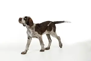 Spinone: DOG. Spinone puppy
