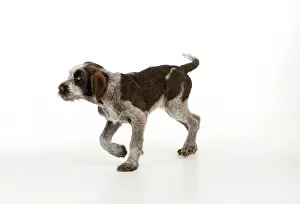 Spinone: DOG. Spinone puppy