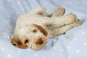 Spinone: Dog. Spinone puppy (8 weeks) lying down