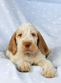 Spinone: Dog. Spinone puppy (8 weeks) lying down