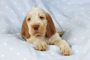 Spinone: Dog. Spinone puppy (8 weeks) lying down