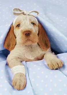 Spinone: Dog. Spinone puppy (8 weeks) lying down with bandaged