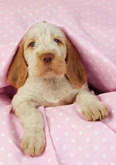 Spinone: Dog. Spinone puppy (8 weeks) lying down on pink background