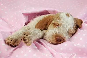 Spinone: Dog. Spinone puppy (8 weeks) lying down on pink background