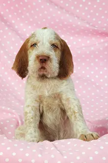 Spinone: Dog. Spinone puppy (8 weeks) lying down on pink background