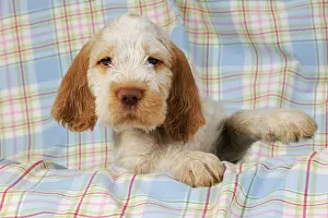 Spinone: Dog. Spinone puppy (8 weeks old)