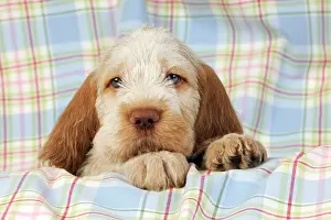 Spinone: Dog. Spinone puppy (8 weeks old)