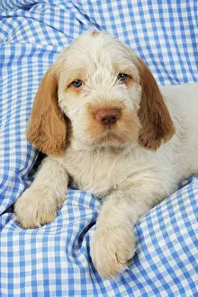 Spinone: Dog. Spinone puppy (8 weeks old)