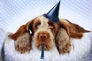 Bored: DOG Spinone puppy laying on blanket with party hat