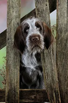 Spinone: DOG. Spinone puppy looking through fence