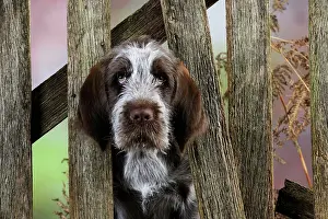 Spinone: DOG. Spinone puppy looking through fence