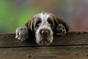Spinone: DOG. Spinone puppy looking over fence
