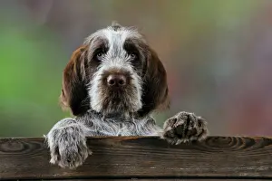 Spinone: DOG. Spinone puppy looking over fence
