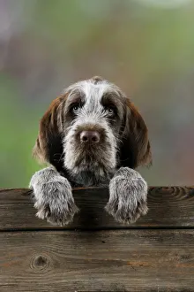 Spinone: DOG. Spinone puppy looking over fence