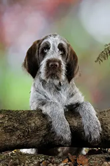 Spinone: DOG. Spinone puppy looking over a log