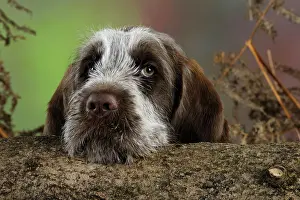 Spinone: DOG. Spinone puppy looking over a log