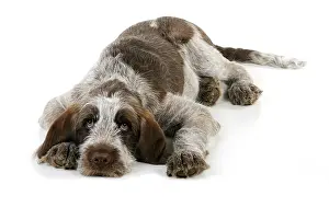 Spinone: DOG. Spinone puppy lying down