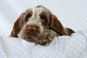 Spinone: DOG. Spinone puppy lying on blanket