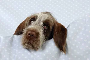 Spinone: DOG. Spinone puppy lying on blanket