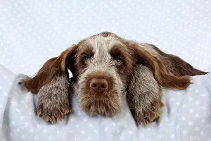 Spinone: DOG. Spinone puppy lying on blanket