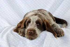 Spinone: DOG. Spinone puppy lying on blanket